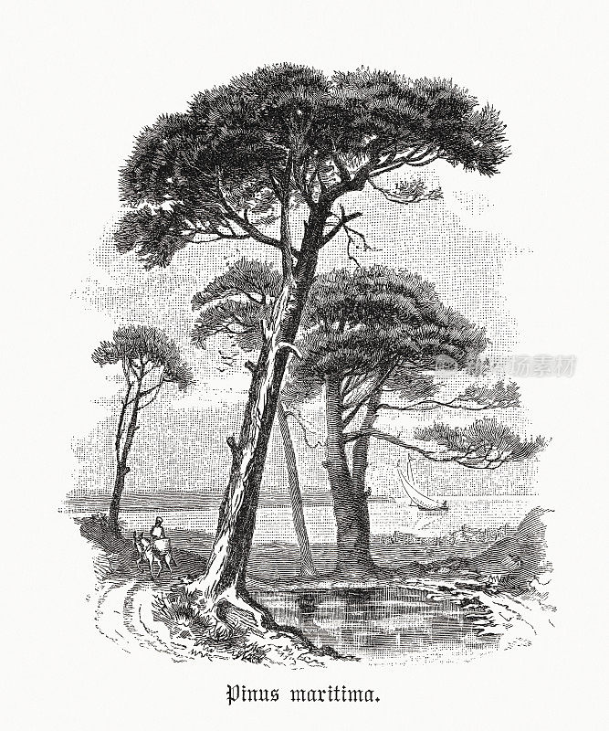 石松(Pinus pinea)，木刻，1891年出版